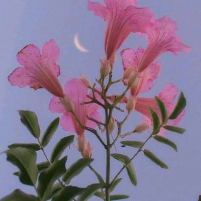 幻世仙征破解版最新版下载