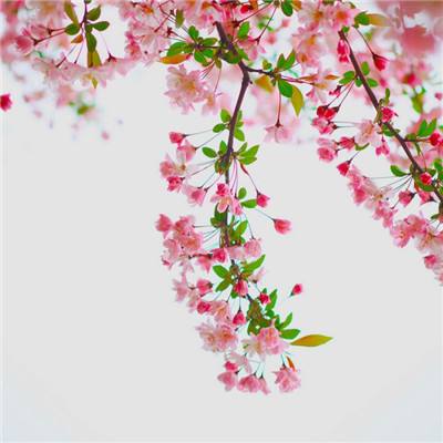 元女神战姬手游(暂未上线)v1.0 安卓版